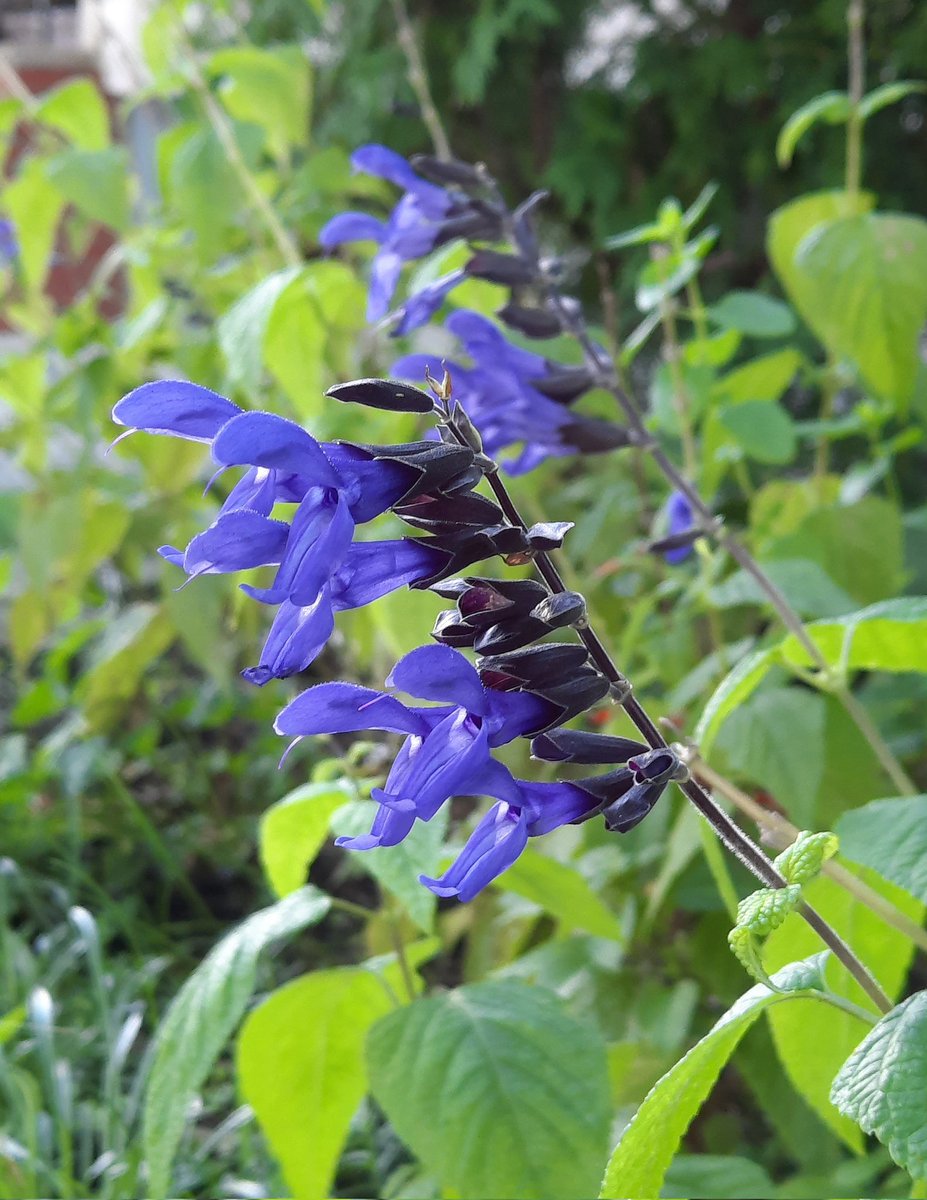 mawgdn's tweet photo. Black-and-blue Salvia, #AlphabetChallenge #WeekB https://t.co/GHxceLtkEf