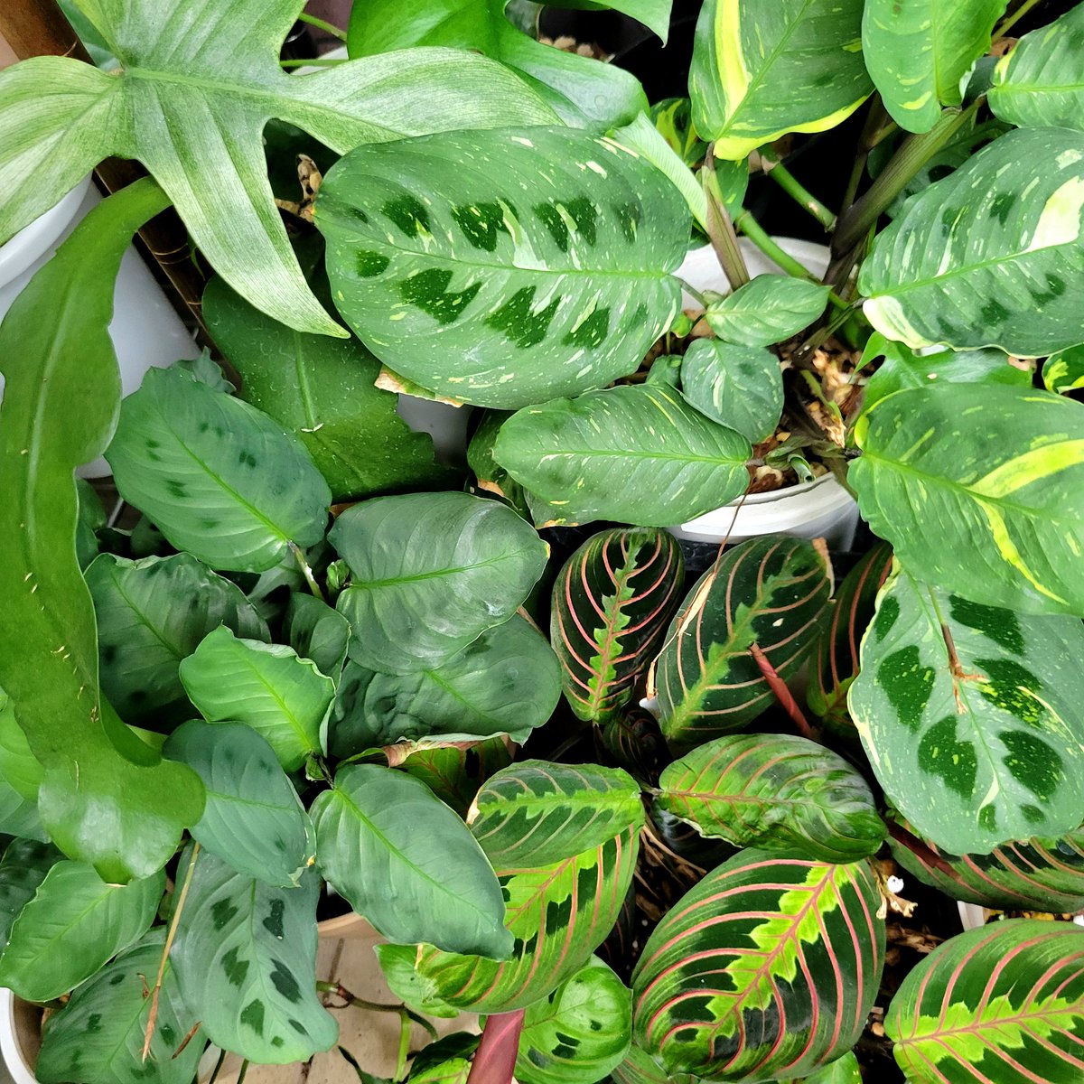 yuuuunnnn1013's tweet photo. しにかけたり復活したりを繰り返すまらんた達𖥧 𖧧
 #マランタ
 #Maranta https://t.co/1LPbkOLwYZ