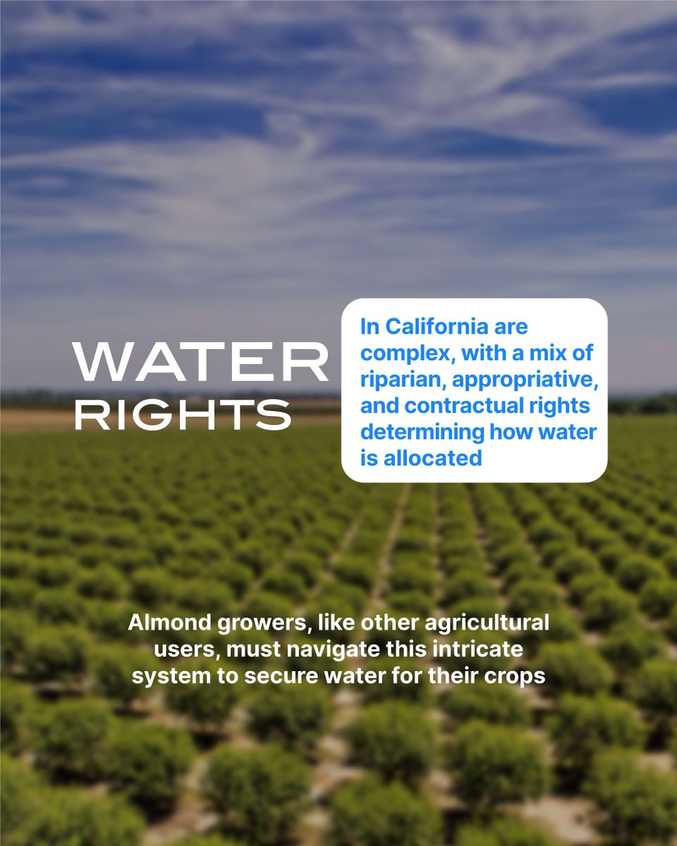 WaterTimer_'s tweet image. Water allocation for California almonds is a hot topic! Did you know that almond farming consumes significant amounts of water? 

Balancing agricultural needs with water conservation is crucial for sustainability. 

#watertimer #waterefficiency #watersustainability