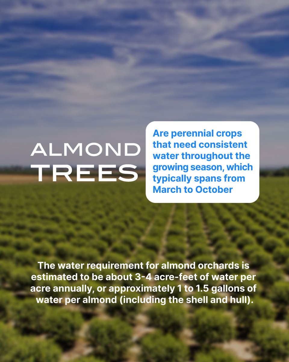WaterTimer_'s tweet image. Water allocation for California almonds is a hot topic! Did you know that almond farming consumes significant amounts of water? 

Balancing agricultural needs with water conservation is crucial for sustainability. 

#watertimer #waterefficiency #watersustainability