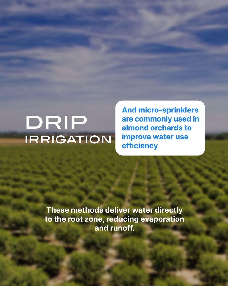 WaterTimer_'s tweet image. Water allocation for California almonds is a hot topic! Did you know that almond farming consumes significant amounts of water? 

Balancing agricultural needs with water conservation is crucial for sustainability. 

#watertimer #waterefficiency #watersustainability