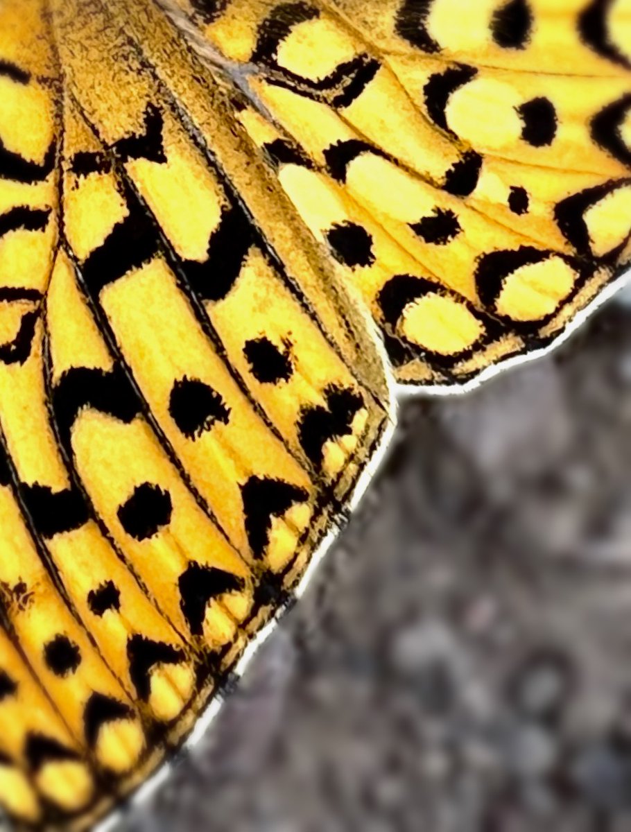 GBInstitute's tweet image. POV: Our camera rolls 
#GBI #Environmentalwork #researchassociate #thegreatbasininstitute #conservation #GBIgnites #applygbi #renonv #jobsinreno #environmentalnonprofit #GreatBasinInstitute 

📷
1.  Kate Q
2. Eliza B
3. Alex S
4.. Katie R