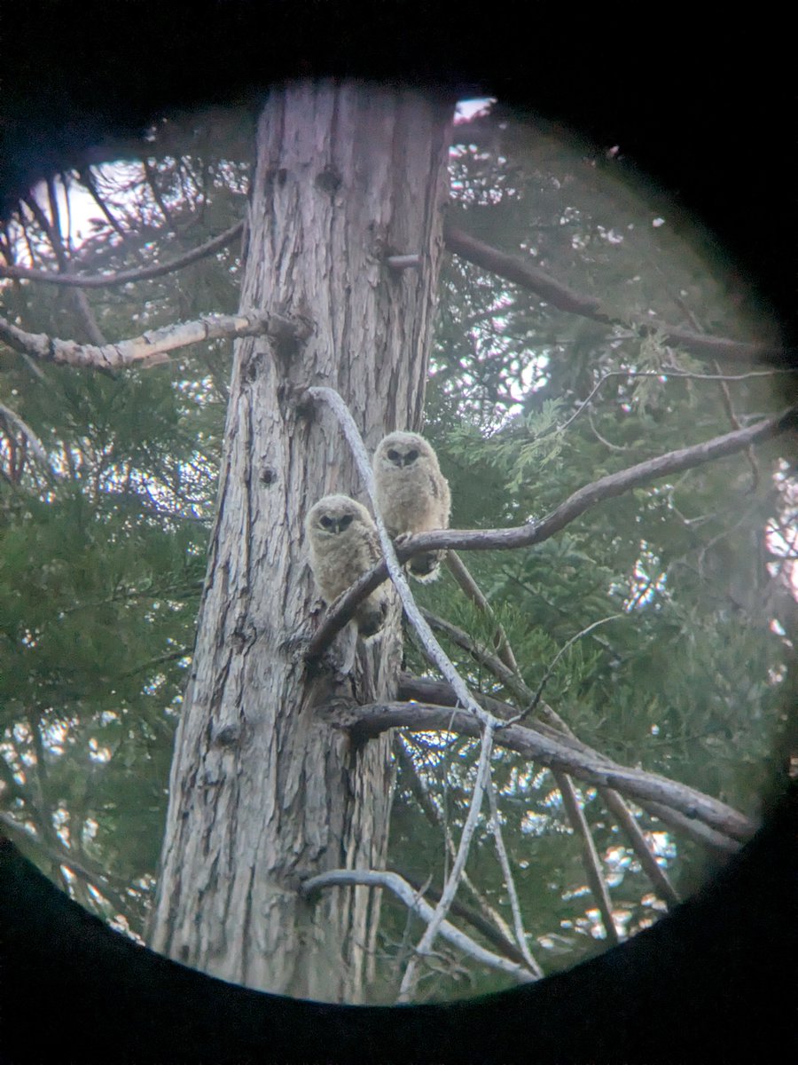 GBInstitute's tweet image. POV: Our camera rolls 
#GBI #Environmentalwork #researchassociate #thegreatbasininstitute #conservation #GBIgnites #applygbi #renonv #jobsinreno #environmentalnonprofit #GreatBasinInstitute 

📷
1.  Kate Q
2. Eliza B
3. Alex S
4.. Katie R