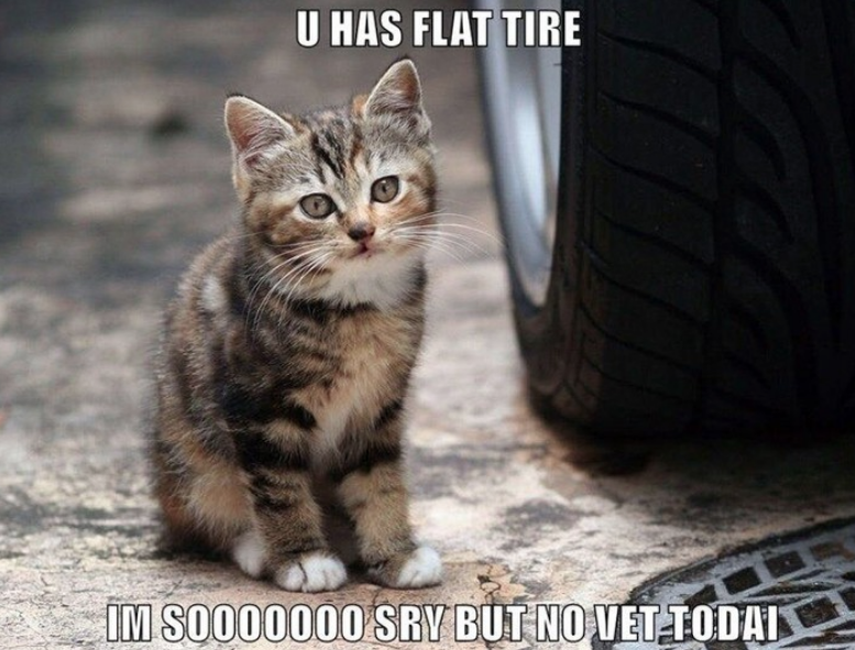 😻  Happy National Kitten Day! 😁

#tyroola
#cats