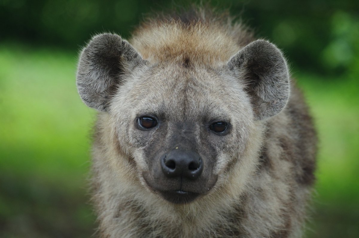 遊び上手ハイエナ、ミミーくんでおはようございます

#ブチハイエナ #秋吉台サファリランド
#SpottedHyena #Hyena #ハイエナ
#ハイエナ地位向上委員会