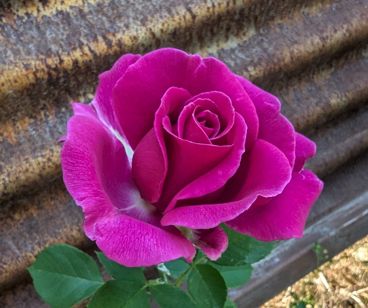 Bfranklin406.algo tweet media