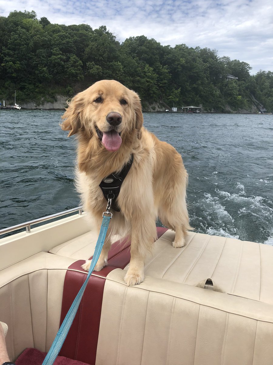 akflyer11's tweet photo. @GoldretrieverUS Oakley registers for #TongueOutTuesday https://t.co/w5W9ZteW6J