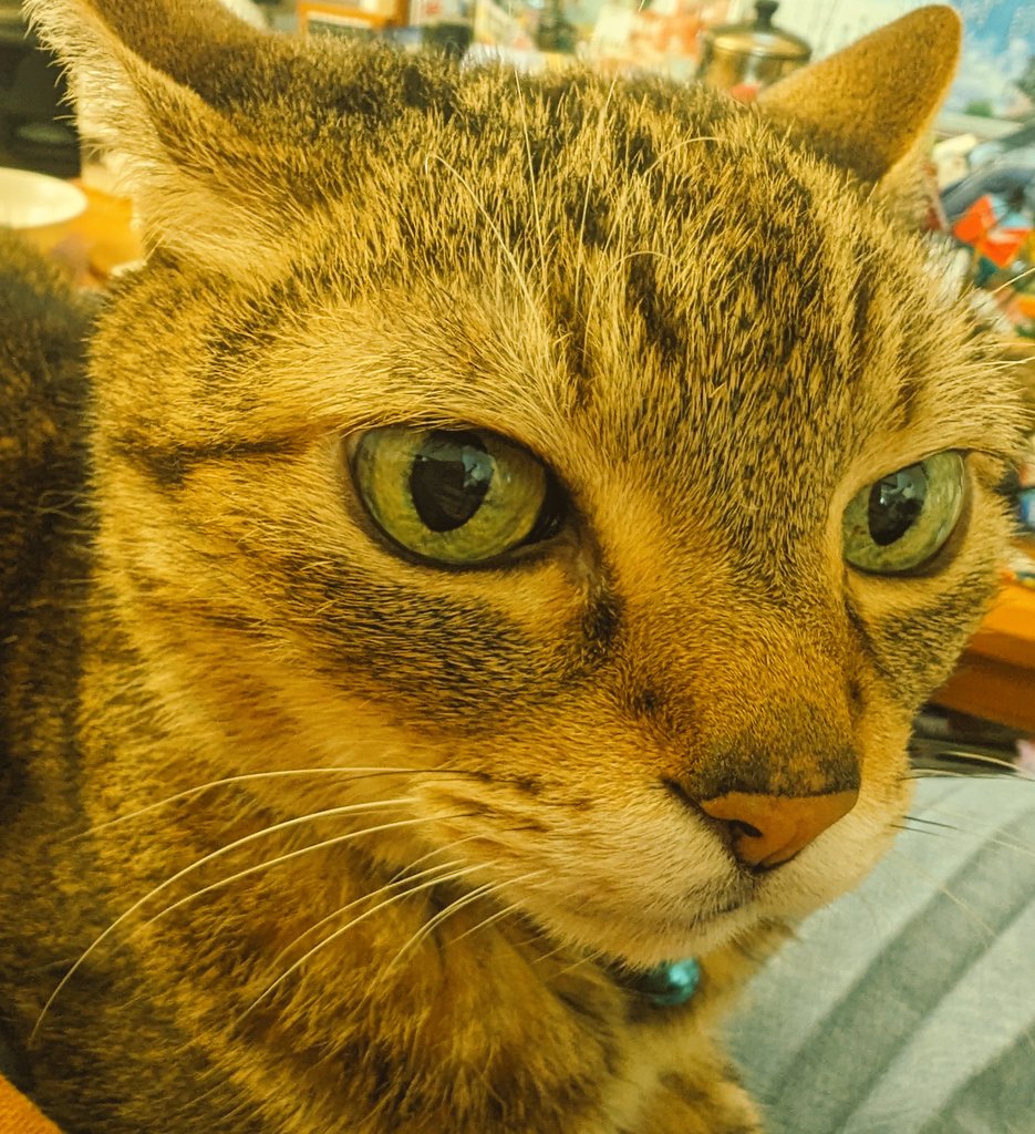 tencha29082007's tweet photo. おはにゃん https://t.co/DjOVt94PO9