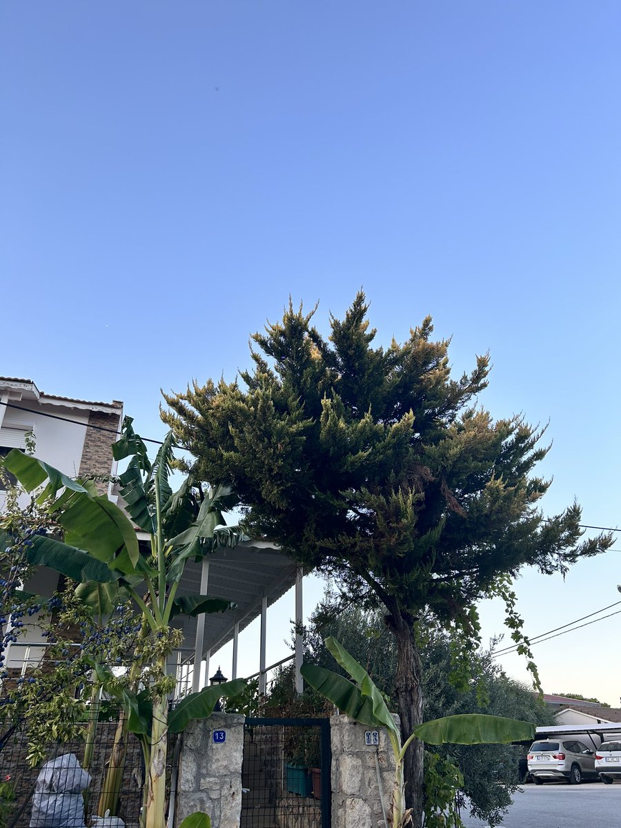 10.07.2024 | Mordoğan | İzmir