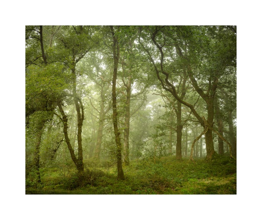 ShutrRelease's tweet photo. Following on from the dancers in the woods in the previous posts, this is what I took to be the dance hall or the Ballroom. #Trossachs #Scotland https://t.co/Lb6VxJ4elD