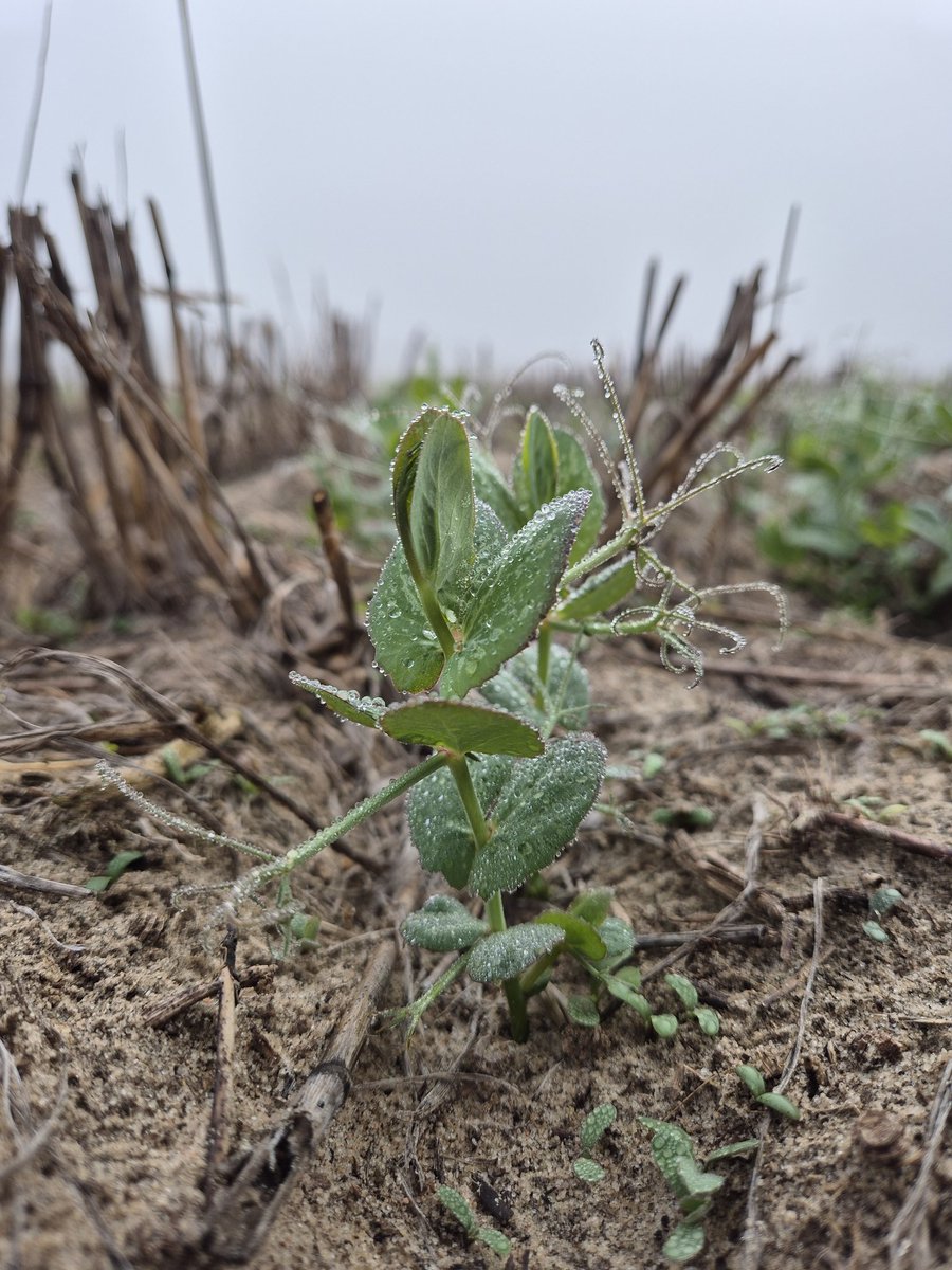 Sarah_Day_'s tweet photo. Foggy morning site checks at Coomandook @GRDCSouth #SAGrainLegume and @SAGrainTrust #PulseProtein trial site. Sown 23 May.
@marrettfarms @MsfMallee https://t.co/fKWft7RSbu