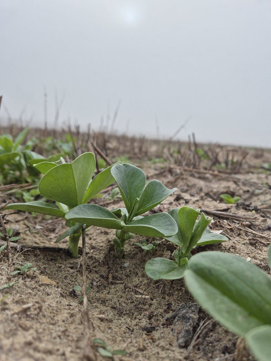 Sarah_Day_'s tweet photo. Foggy morning site checks at Coomandook @GRDCSouth #SAGrainLegume and @SAGrainTrust #PulseProtein trial site. Sown 23 May.
@marrettfarms @MsfMallee https://t.co/fKWft7RSbu