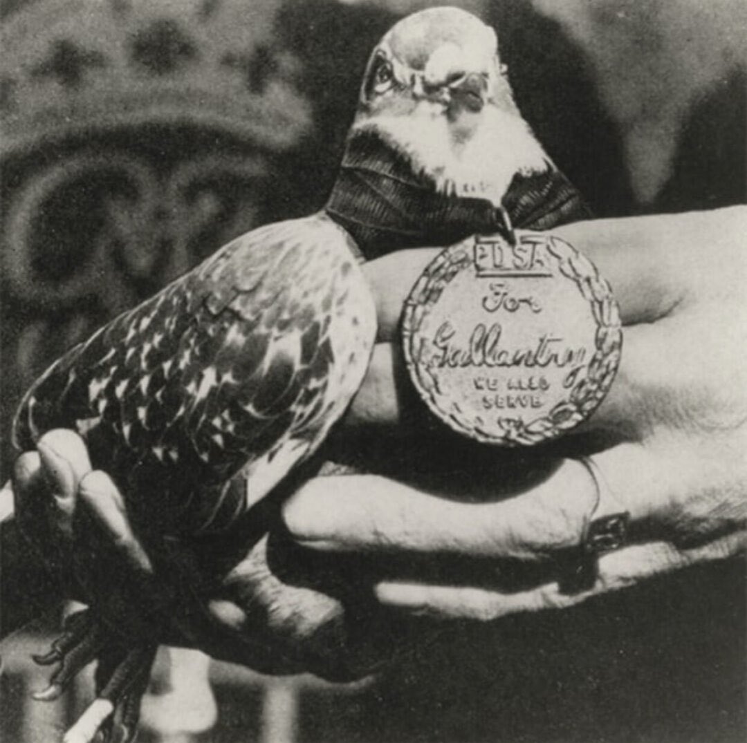 Morbid Knowledge tweet media