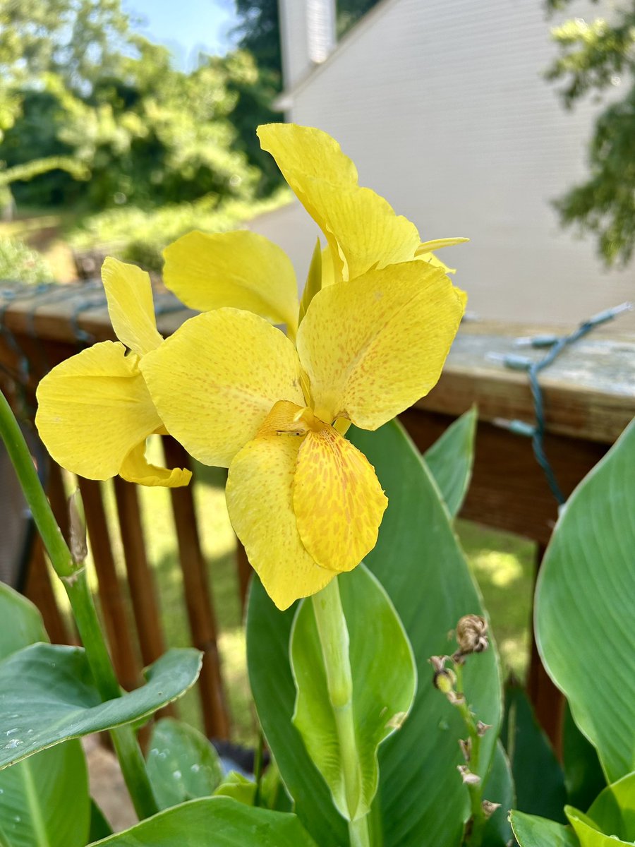 freedomclay's tweet image. “Yammie’s Blooming”
Practicing patience 
Is an ongoing process 
Like flowers blooming. 
A haiku by freedom clay
#fctalk #freedomclay #author #haiku #haikuoftheday #haikupoet #haikupoetry #writer #flowerlover #flowerwhisperer #freedomclayography