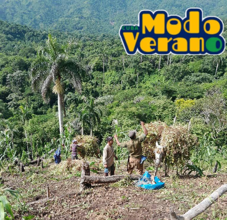 ViltresMiguel's tweet photo. Mis #SalasDeTelevisión del #PlanTurquino en #ModoVerano con #SoberaníaAlimentaria,
porque #MiSalaProduce y somos #GenteQueSuman,con la convicción de que #MiVictoriaEs mi #CubaViveYVence.
#ModoProductivo #ModoVictoria
#ModoSiSePuede #CubaModoVerano
#BartoloméMasó #GranmaXUn26 https://t.co/U731DScdY2