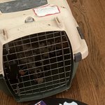 Photo by Cosmo and the Pawnews (@HazelCane)