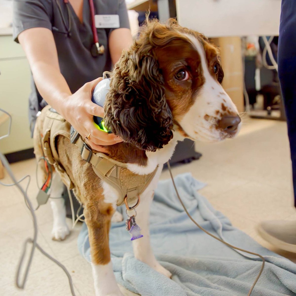 Colorado State University tweet media