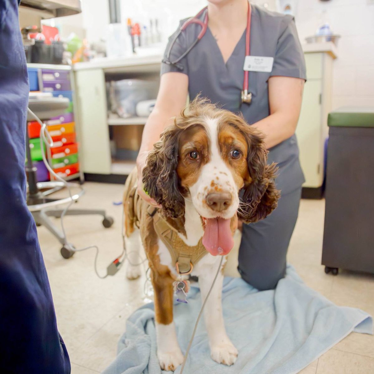 Colorado State University tweet media