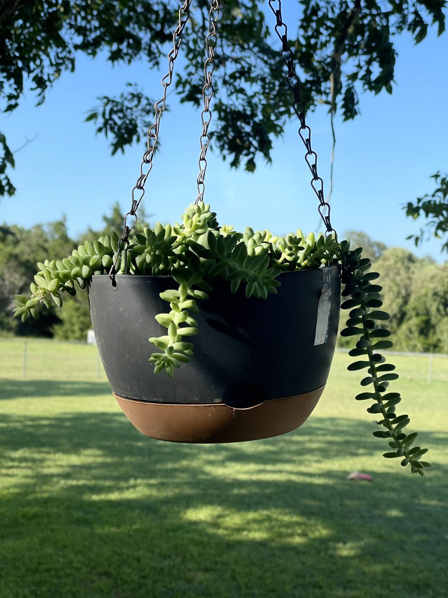 Lauren K tweet media