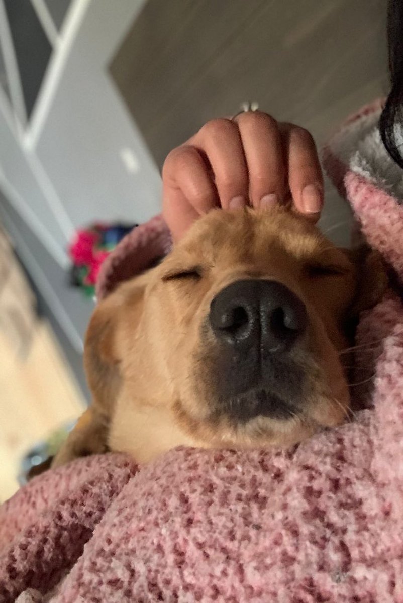 carolinapinoc's tweet photo. Dixie la perrita q su dueña tenía en los huesos x no darle alimento, sigue buscando una familia, es una perruna lo mas tierna del y agradecida del mundo! Stgo. Merece una nva oportunidad! https://t.co/8iDcD4IyOY