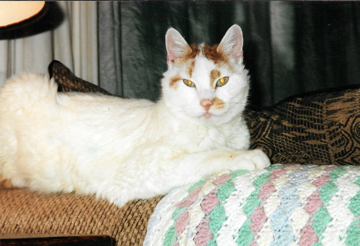 EarthRites's tweet image. Substack: Nicky, The Familiar...
Another Tale from the Poison Path
(5) Nicky - by Gwyllm Llwydd - Gwyllm’s Newsletter (substack.com)
gwyllmllwydd.substack.com/p/nicky

#Cat #familiar #KITTYZ #entheogens #mushrooms