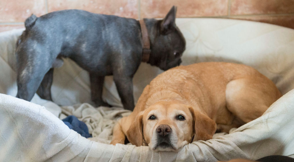info91810276's tweet photo. What to Do if Your Pet Dies at Home https://t.co/XNAMUyihiu https://t.co/jTez2esnIP