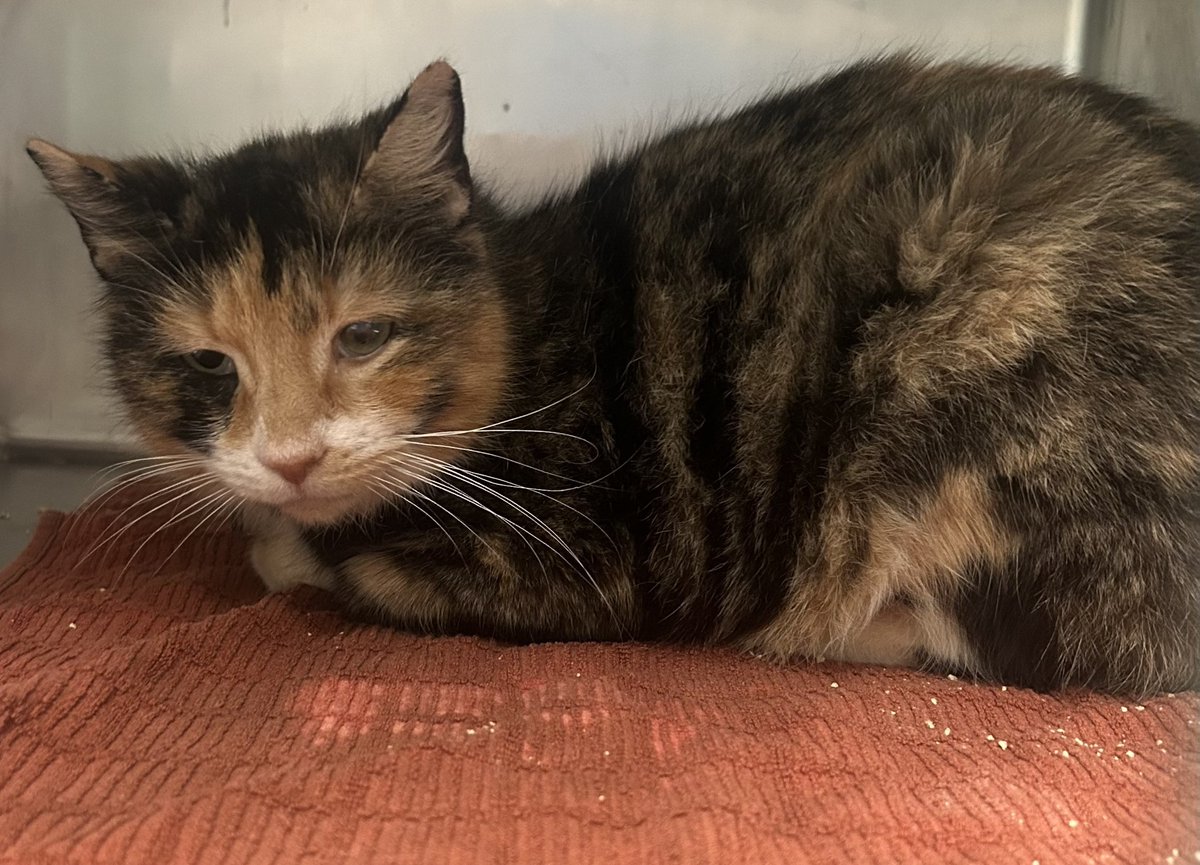 THERE ARE 30 ANIMALS ( 8 CATS &amp; 22 DOGS)  AT RISK FOR THURSDAY 7/11/24 DEADLINE IS NOON. PLEASE SHARE, FOSTER, ADOPT, TAG FRIENDS, POST TO SOCIAL MEDIA SITES, PLEDGE TO  HELP SAVE THEIR LIVES. NEW PHOTOS newhope.shelterbuddy.com/animal/list