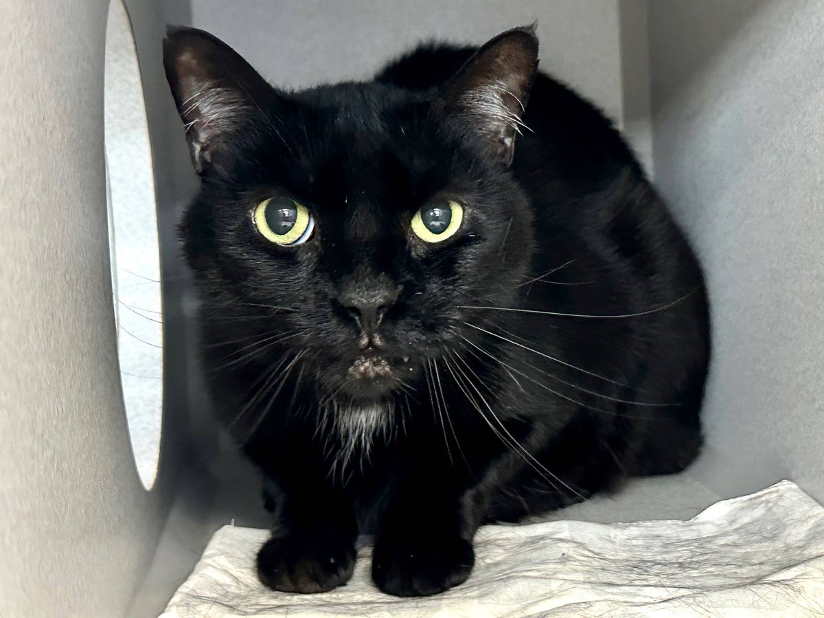 THERE ARE 30 ANIMALS ( 8 CATS &amp; 22 DOGS)  AT RISK FOR THURSDAY 7/11/24 DEADLINE IS NOON. PLEASE SHARE, FOSTER, ADOPT, TAG FRIENDS, POST TO SOCIAL MEDIA SITES, PLEDGE TO  HELP SAVE THEIR LIVES. NEW PHOTOS newhope.shelterbuddy.com/animal/list