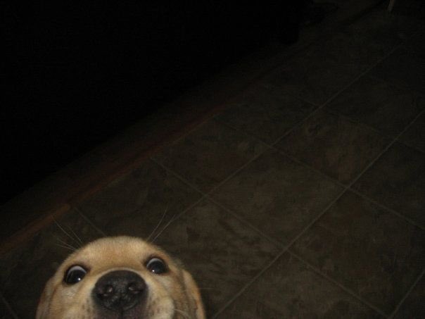 hi