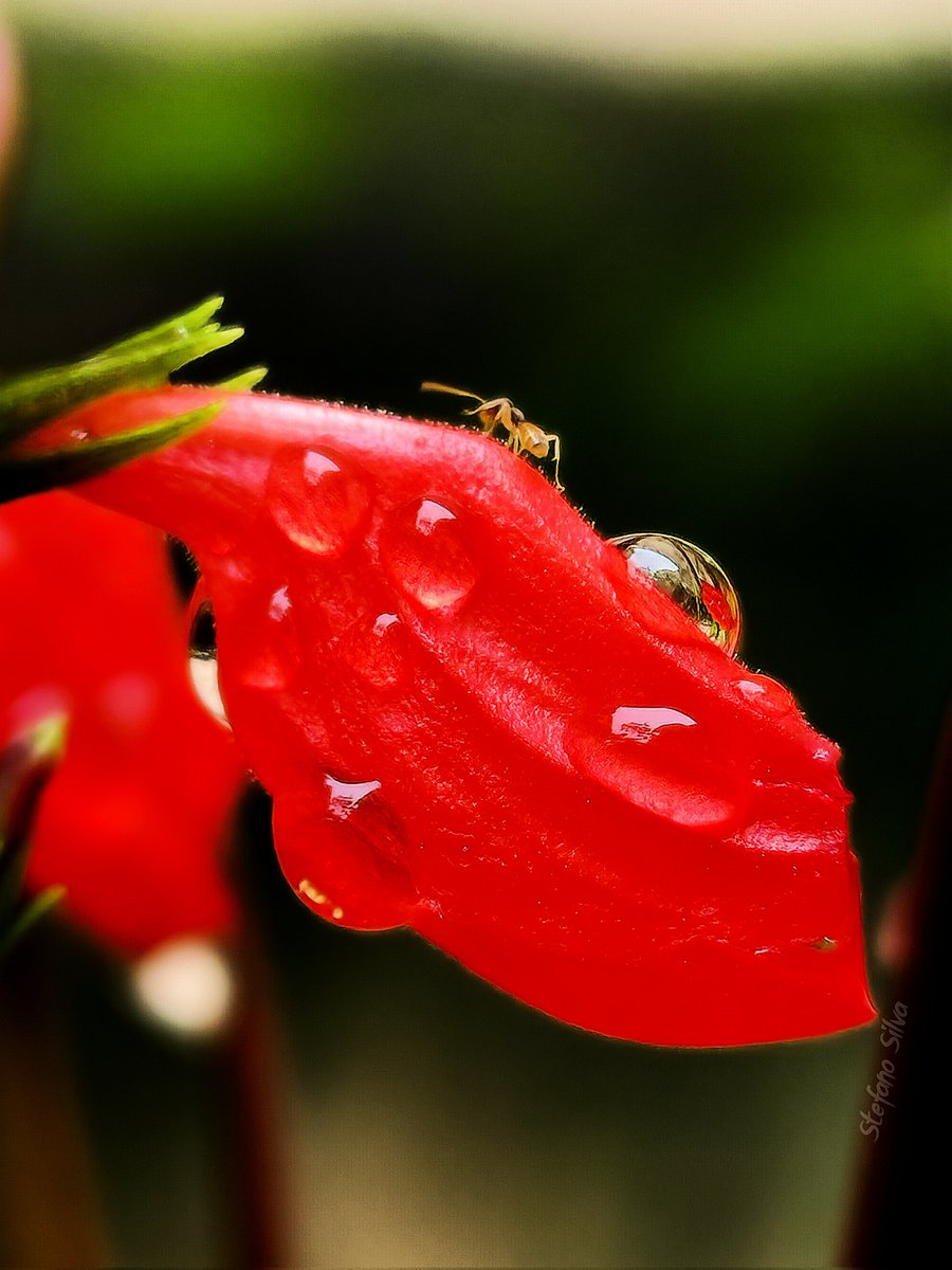 VisintSs's tweet photo. An ant, a flower and a raindrop! Finally, nature! 😎 💧📸
@snapdragon_BRA @Snapdragon @snapdragon_LAT 
#ShotOnSnapdragon #GalaxyS23Ultra #Snapdragon #SnapdragonBR
#snapdragoninsiders #8gen2 #withGalaxy #GalaxyaAI #qualcomm https://t.co/tUfVYn4lqA