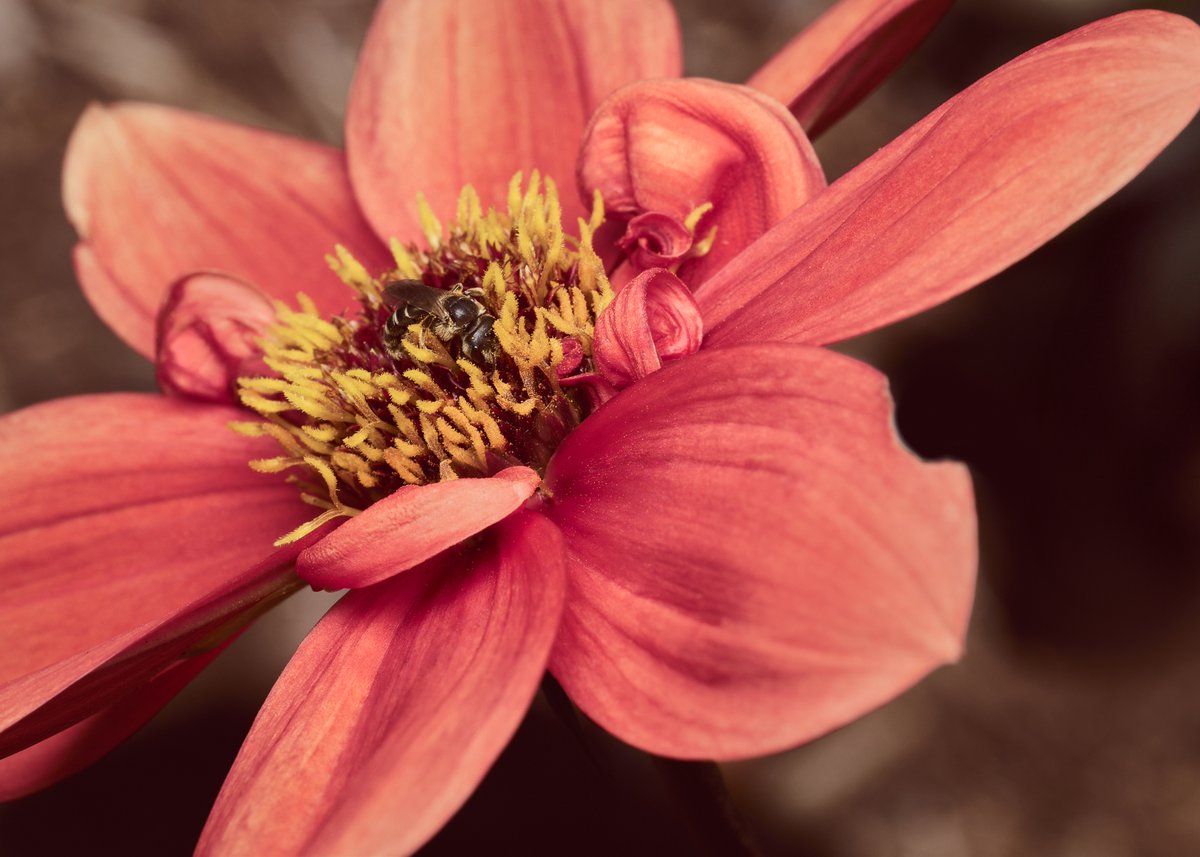 lowbassphotog's tweet photo. Couldn't pick a prettier workspace... #ligatedfurrowbee #sweatbee #halictusligatus #bee #insect #naturephotography #wildlifephotography #photography #entomology #pollinators #appicoftheweek #canonfavpic #captureone https://t.co/BOQs1RxbO9