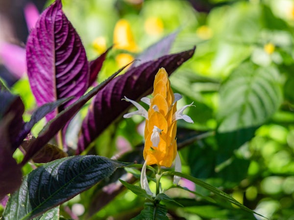 Dallas Arboretum tweet media