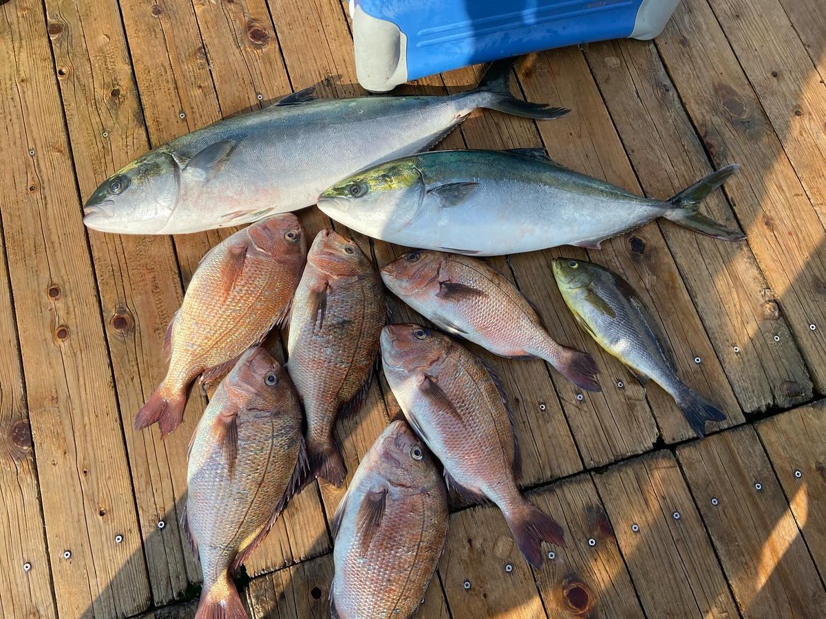 gospn1's tweet photo. 〜海上釣堀辨屋〜
ヒラマサ2
マダイ9
この日はシラサで誘うとよく反応した日でした!
真夏で暑い日でしたが、昼頃に時合が来てマダイが一気に伸びました。
#姫路釣り
#ブレニアスs708ml
#azusa70l
#ツインパワーxdc3000hg
#23ストラデック2500shg
#ospドライブホッグ
#シュガペン58f
#フェイキードッグ https://t.co/VULwJ6B0qz