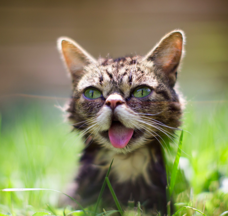 CtoBub's tweet photo. So basically it’s a cat and he was super famous in 2014 on FB and he was born in a shed and his tongue always sticks out of his mouth and his names Lil Bub 👁️👅👁️ 

https://t.co/GmBtkqKPlD https://t.co/65Kfq2Mw4F