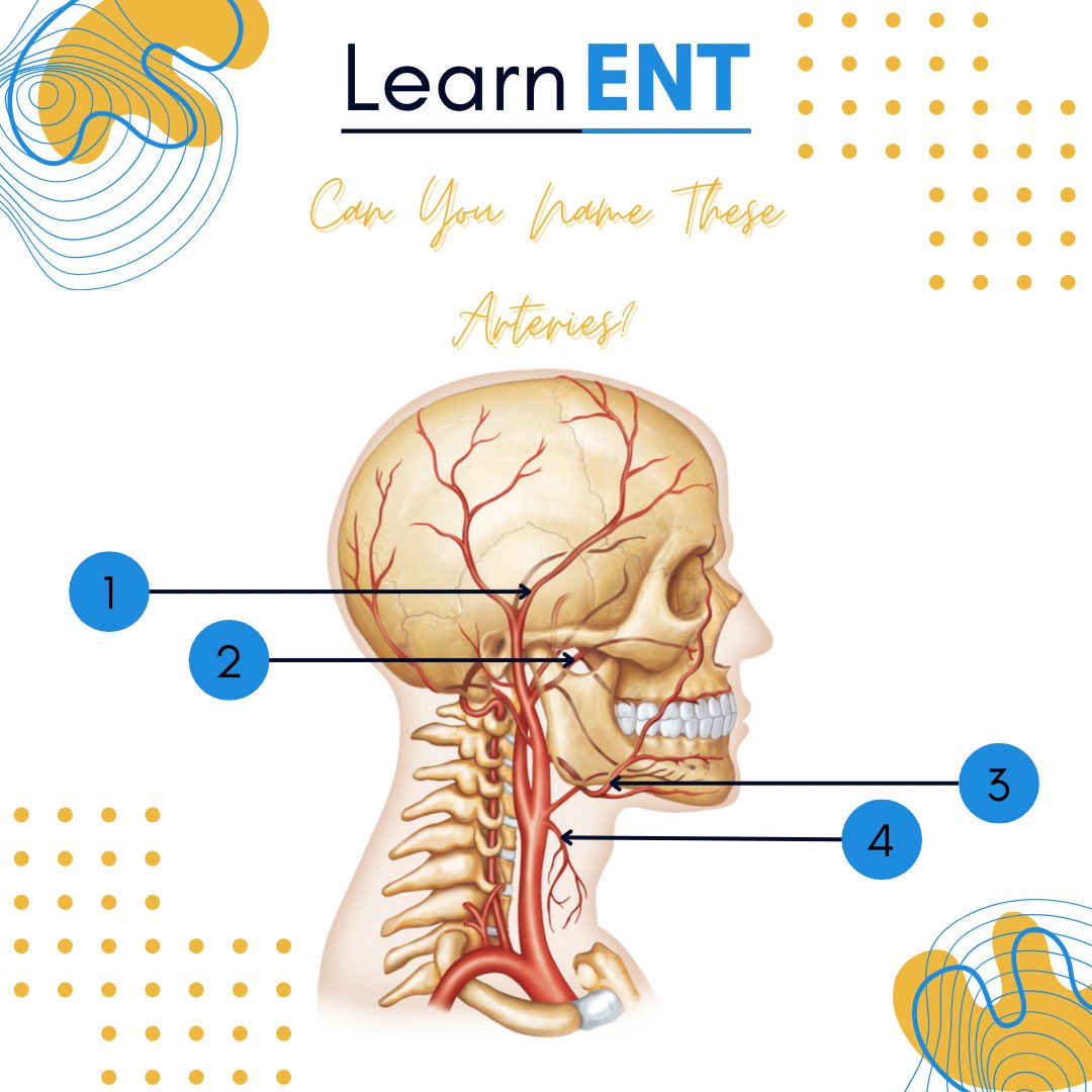 LearnENT's tweet photo. Anatomy essentials: head &amp; neck arteries demystified!🔍 Learn about the key arteries you need to know https://t.co/UAxwA8huoY