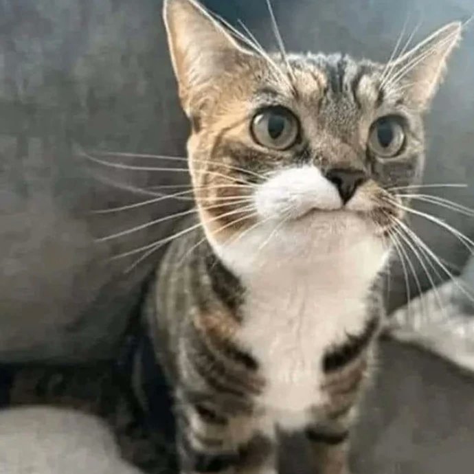 LHamacats's tweet photo. La cara de tu michi cuando le dices que le tienes una sorpresa y en vez de ser una #Hamacat resulta que regresaste con tu ex...
#Hamacats
#camasparagatos
#camasparamascotas
#hechoenmexico
#hechoamano
#hechoconamor https://t.co/hQO3qFNm0P