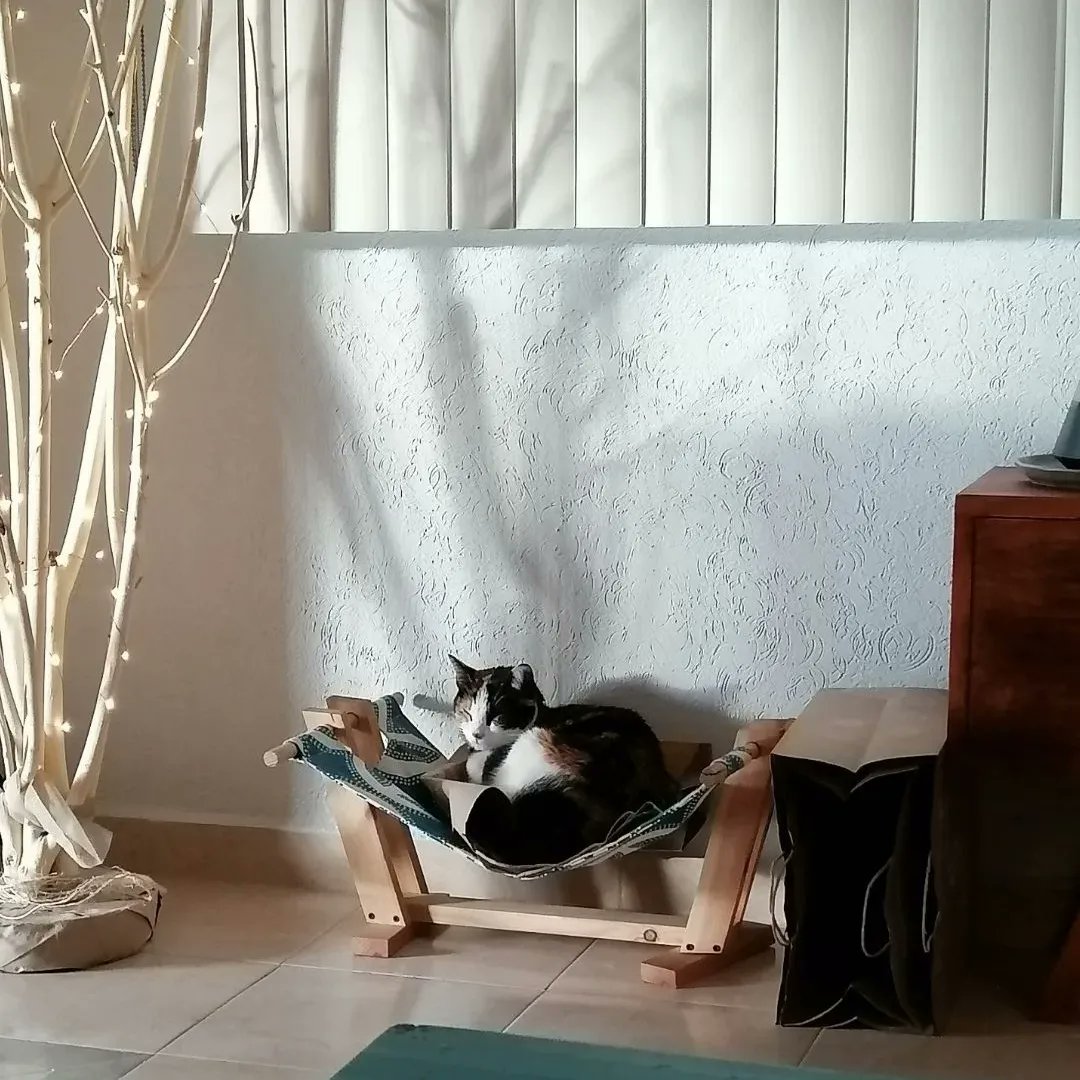 LHamacats's tweet photo. La cara de tu michi cuando le dices que le tienes una sorpresa y en vez de ser una #Hamacat resulta que regresaste con tu ex...
#Hamacats
#camasparagatos
#camasparamascotas
#hechoenmexico
#hechoamano
#hechoconamor https://t.co/hQO3qFNm0P