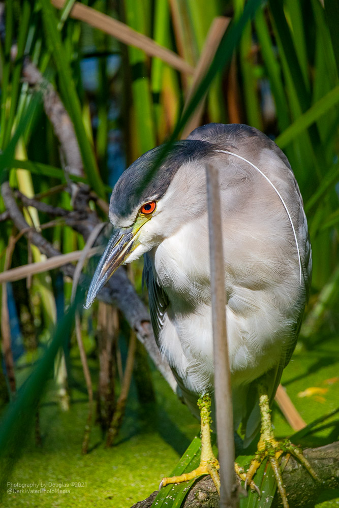 Photography by Douglas 🍁📷🍁 tweet media