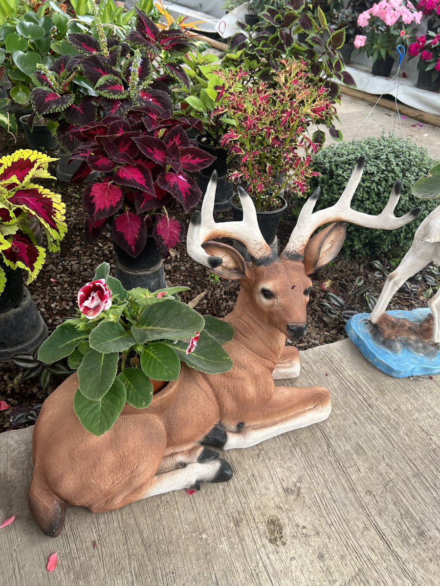 luis_cervvus's tweet photo. mx — 🦌🌸 https://t.co/VvUSyFvlHI