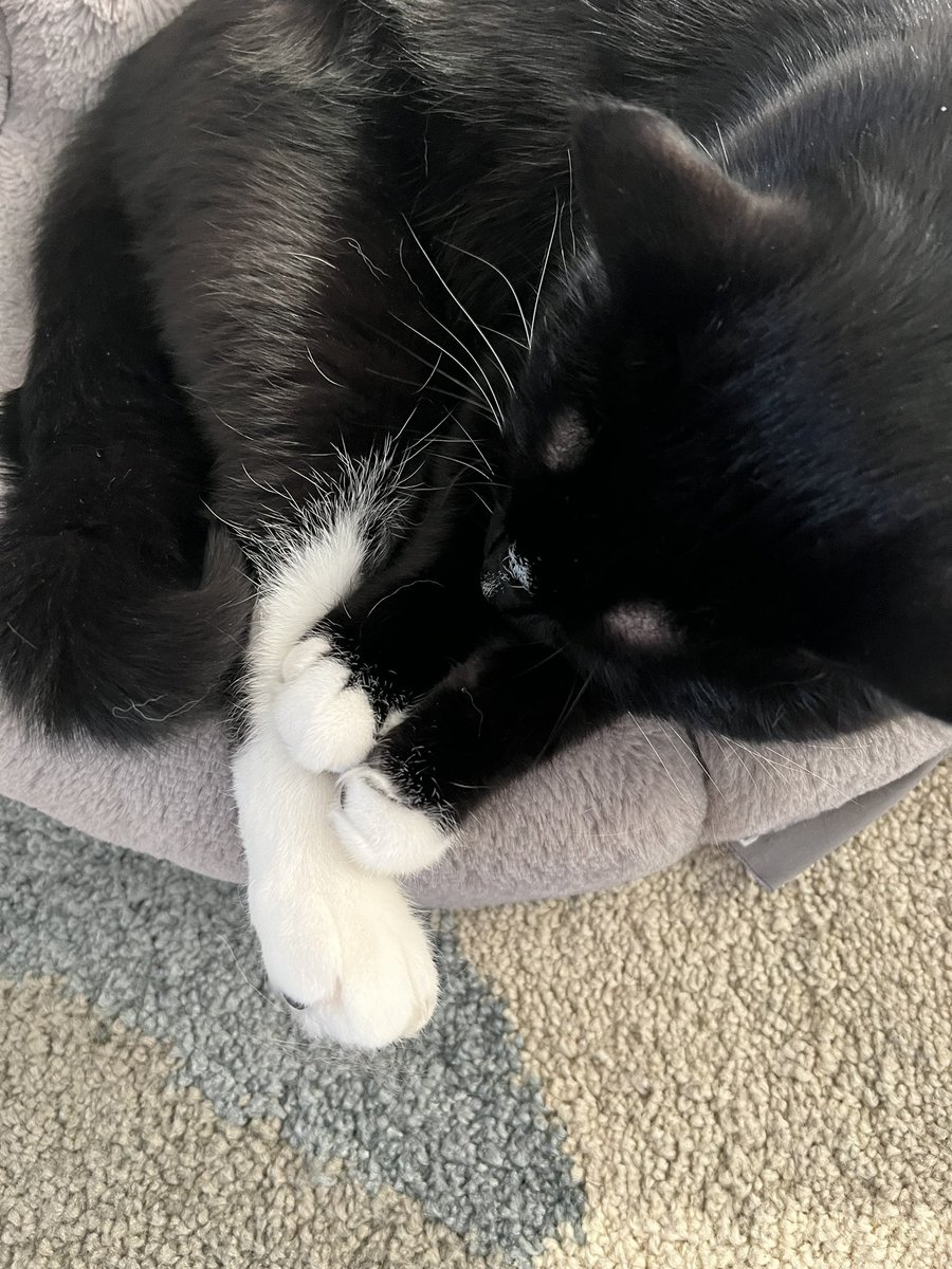 Big Day today, So tired!  I a big help with changing the sheets in Mamas bed.  Me here with my 3 feet, all in a pile!  Good thing my Hoomans give me a quiet place to rest up!  #CatsOfTwitter #CatsOnTwitter