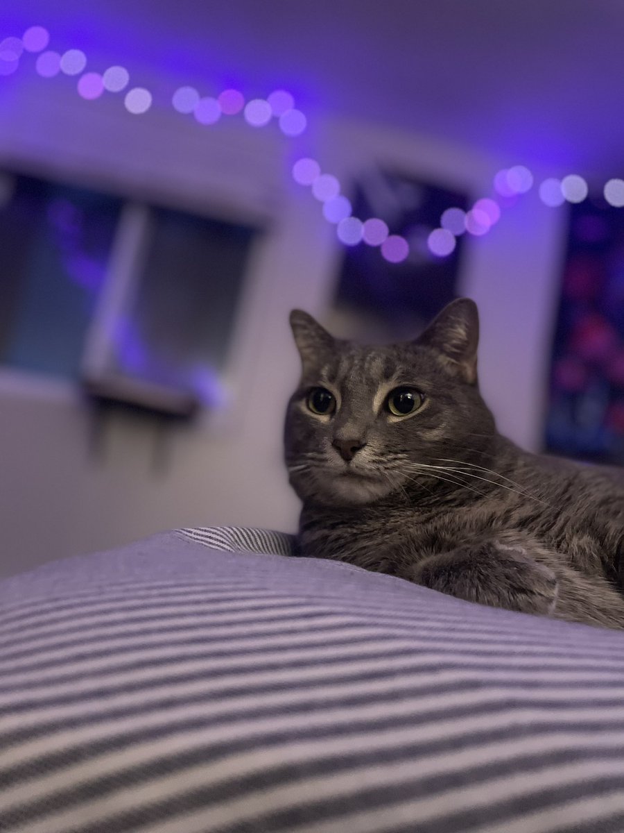 ryanandfish's tweet photo. Some pictures of my cat named Fish cause I’m bored. Enjoy https://t.co/zprooaMJDs