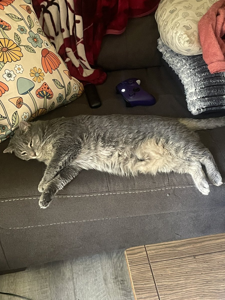 ryanandfish's tweet photo. Some pictures of my cat named Fish cause I’m bored. Enjoy https://t.co/zprooaMJDs