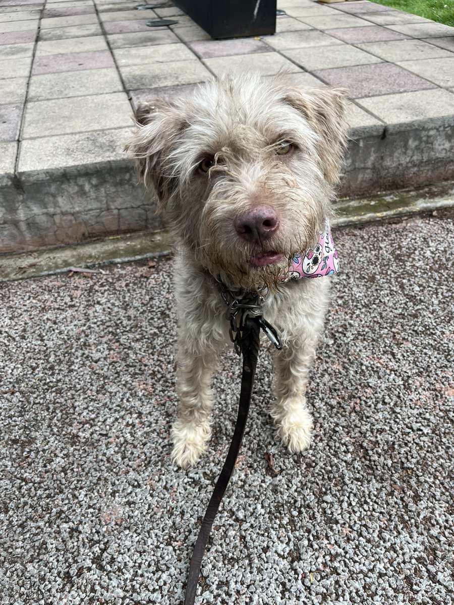 HELA_MORE's tweet photo. ¿Por qué aún no me adoptan? 🥺
Soy Ciro un perrito rescatado que lleva varios meses en una pensión 💔
Mi único defecto ser un grandulón😔
Tengo 4 años,protocolo completo.
Estoy en CDMX https://t.co/tarQKWslgy