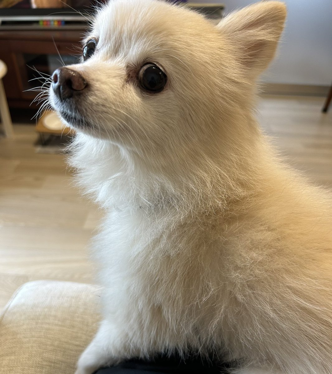 noschool_pr's tweet photo. 最近あつすぎて、朝お散歩行けなくて悲しげ（ごめんね。。） https://t.co/dZ3whD9x3s