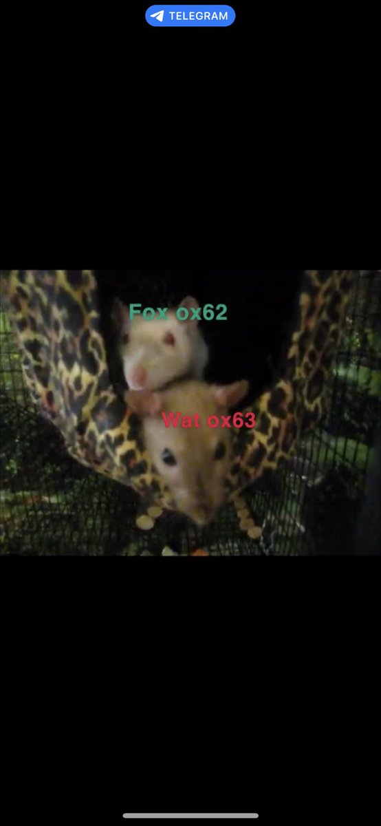 CoomerMemeCoin's tweet photo. @JakeGagain Over the past few months I've given:

$WAT 20m 37x
$Hoppy 79m 10x 
$Draggy 12 Mill 48x
$Flappy 12 Milliom  15x  
$FOX      500k MC  43x
Financial freedom has been provided in t$FOX tg Make sure you're in here. 

Fox and Wat are siblings 

https://t.co/I1YDAPdpQM https://t.co/DGCS7cmLxI