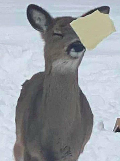deershouldnt's tweet photo. Chmeese https://t.co/sx7DcYfbcG