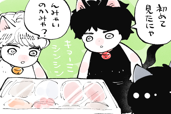 🐱キラキラにゃんこ生活
寿司は初めて見るアキとキララ
(実はマコトはあります) 