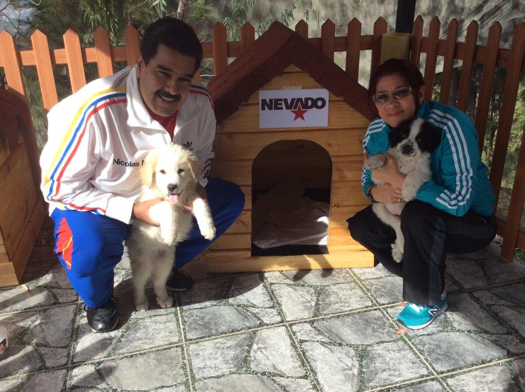 Maigualida Vargas (@maigualidav) on Twitter photo Cada vez que coincidimos con el Pdte. <a href="/NicolasMaduro/">Nicolás Maduro</a> nos recuerda que la protección de los animales y la defensa de sus derechos es tarea de todos y todas.
El #28Jul #VotaFuturo ❤️
La esperanda está en la calle!
Nicolás Maduro Presidente! Cada vez que coincidimos con el Pdte. <a href="/NicolasMaduro/">Nicolás Maduro</a> nos recuerda que la protección de los animales y la defensa de sus derechos es tarea de todos y todas.
El #28Jul #VotaFuturo ❤️
La esperanda está en la calle!
Nicolás Maduro Presidente!