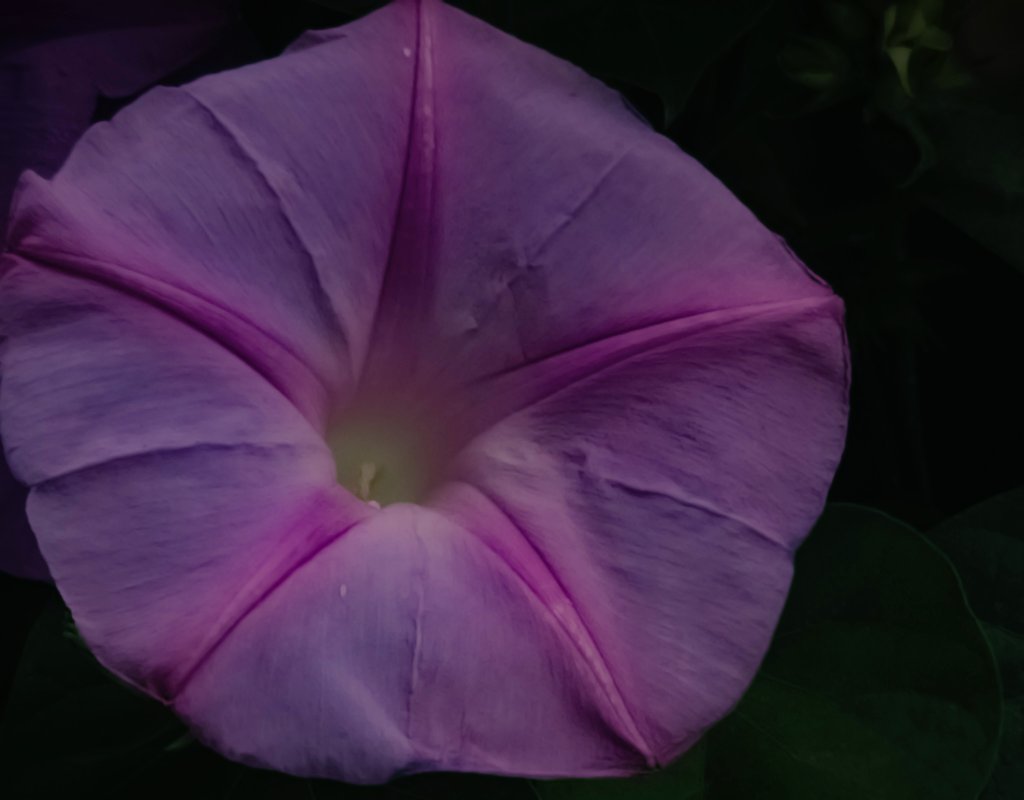 SachinAcharya's tweet photo. Morning Glory🌞🌸
#flowers #garden #flowerpictures #NaturePhotography #FlowersOnX #S23U 3x #telemacro,@Snapdragon @SamsungMobile @SamsungMobileSA #withGalaxy #ShotOnSnapdragon #nature @gontanokoneroku @degu_lifeis @Wvisioncreation @Entroprox @BraydenCreation
@the_gpc_ @clicks1222 https://t.co/78Mo099Ey5