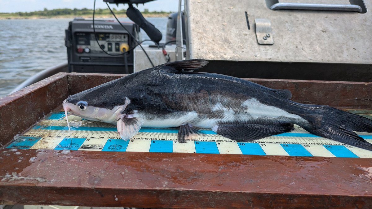 Ben Neely tweet media